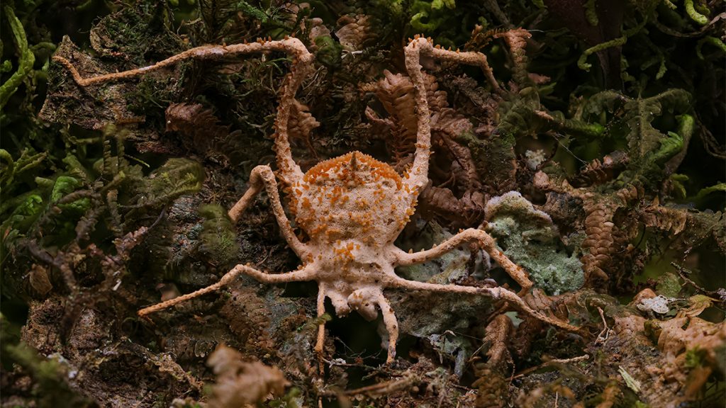 Aranha infectada por fungo estilo The Last of Us